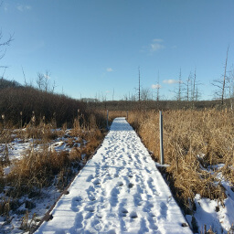 The snow blanketed boardwalk into tamarack filled wetlands