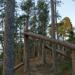 Wind damaged red pines create a tunnel on the trail