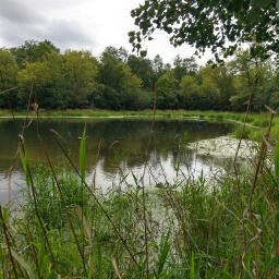 A picturesque pond on the side of the Hill Trail