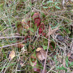 Pitcher plants are always a crowd favorite