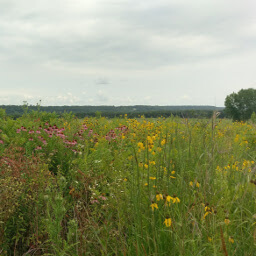 The pretty prairie flowers adjacent to the trail