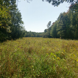 A sunny meadow breaks the monotony of the shady forest