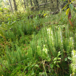 These bog plants emulate a miniature pine forest