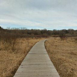 The boardwalk crossing the marsh
