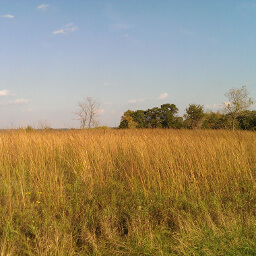 The prairie grasses of the Wedge Hill Savanna Trail