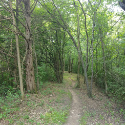 The winding trail in the woods of Afton State Park