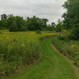 Looking at the trail lined with goldenrods