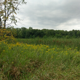 Goldenrods bloom next to the marsh