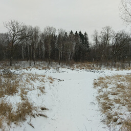 A typical landscape with grassy openings in the forest of both pine and hardwood trees