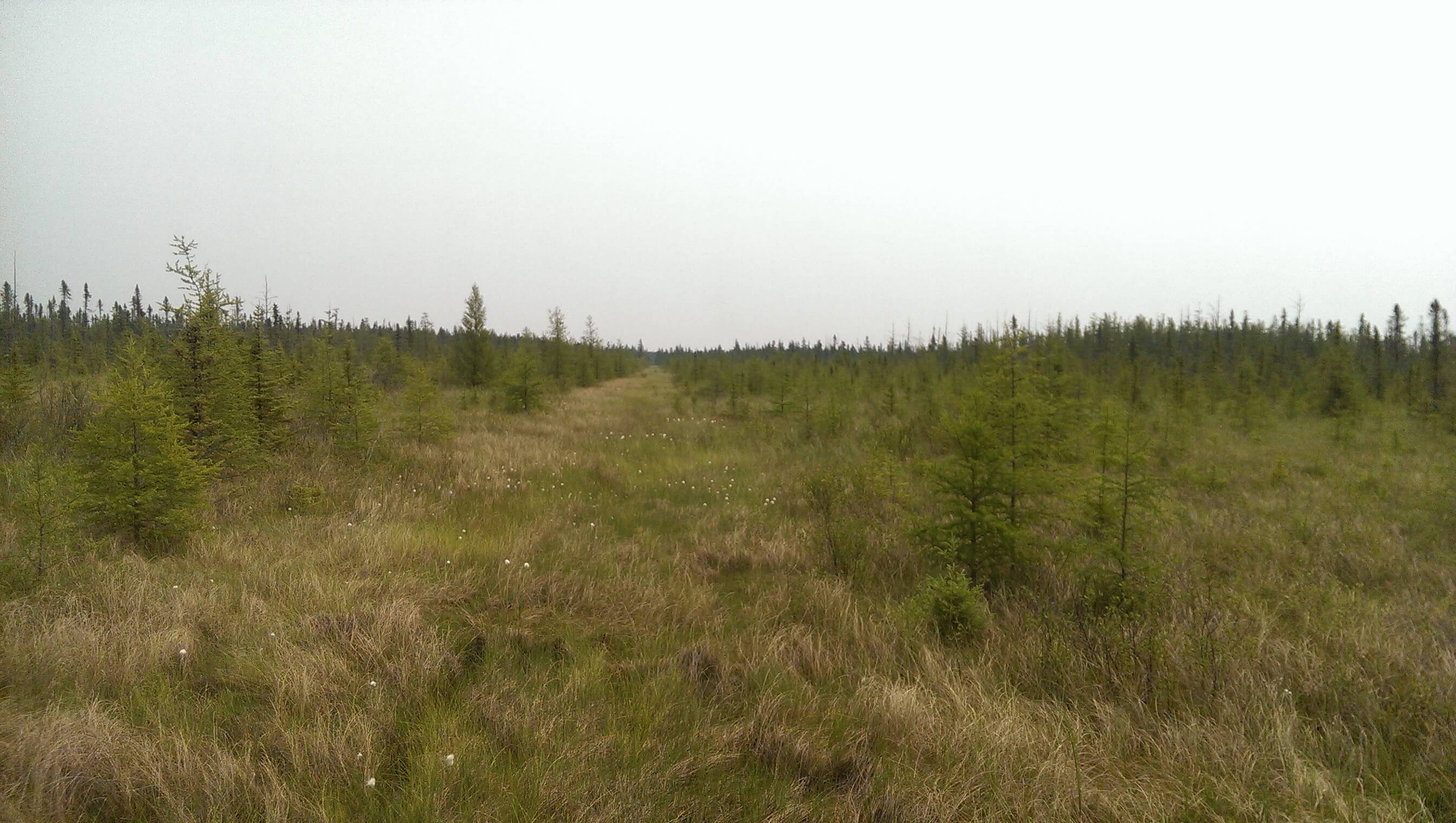 Looking east at the bog