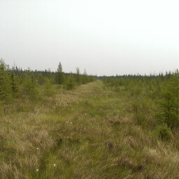 Looking east at the bog