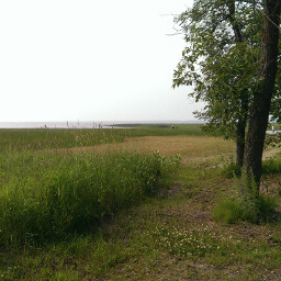 The grassy shores of Red Lake