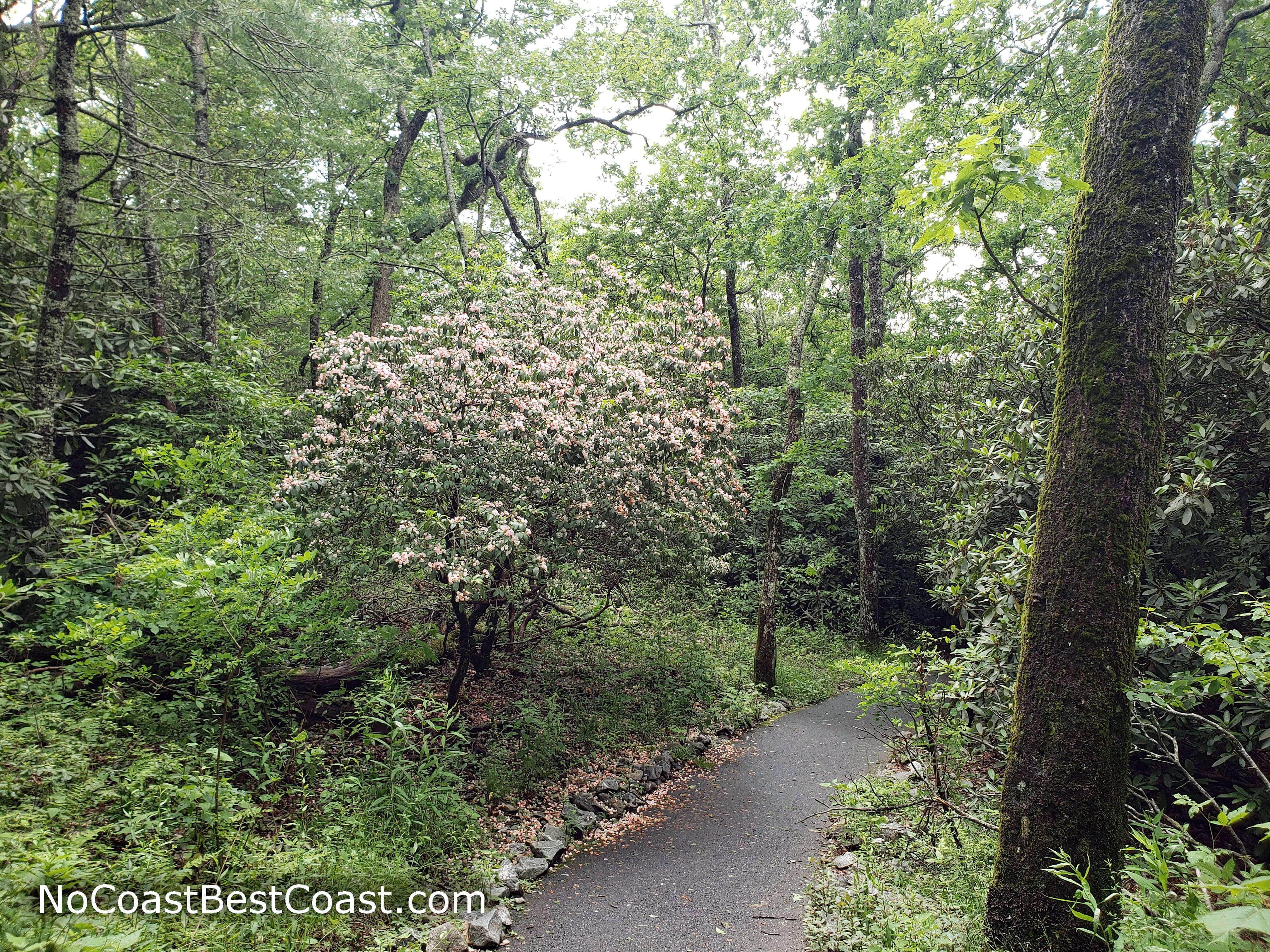 In the summer, mountain laurels bloom pink along the trail