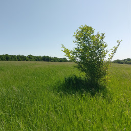 A lone tree among the grasslands.