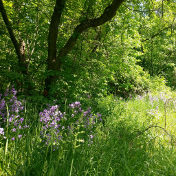 Wildflowers in the forest.