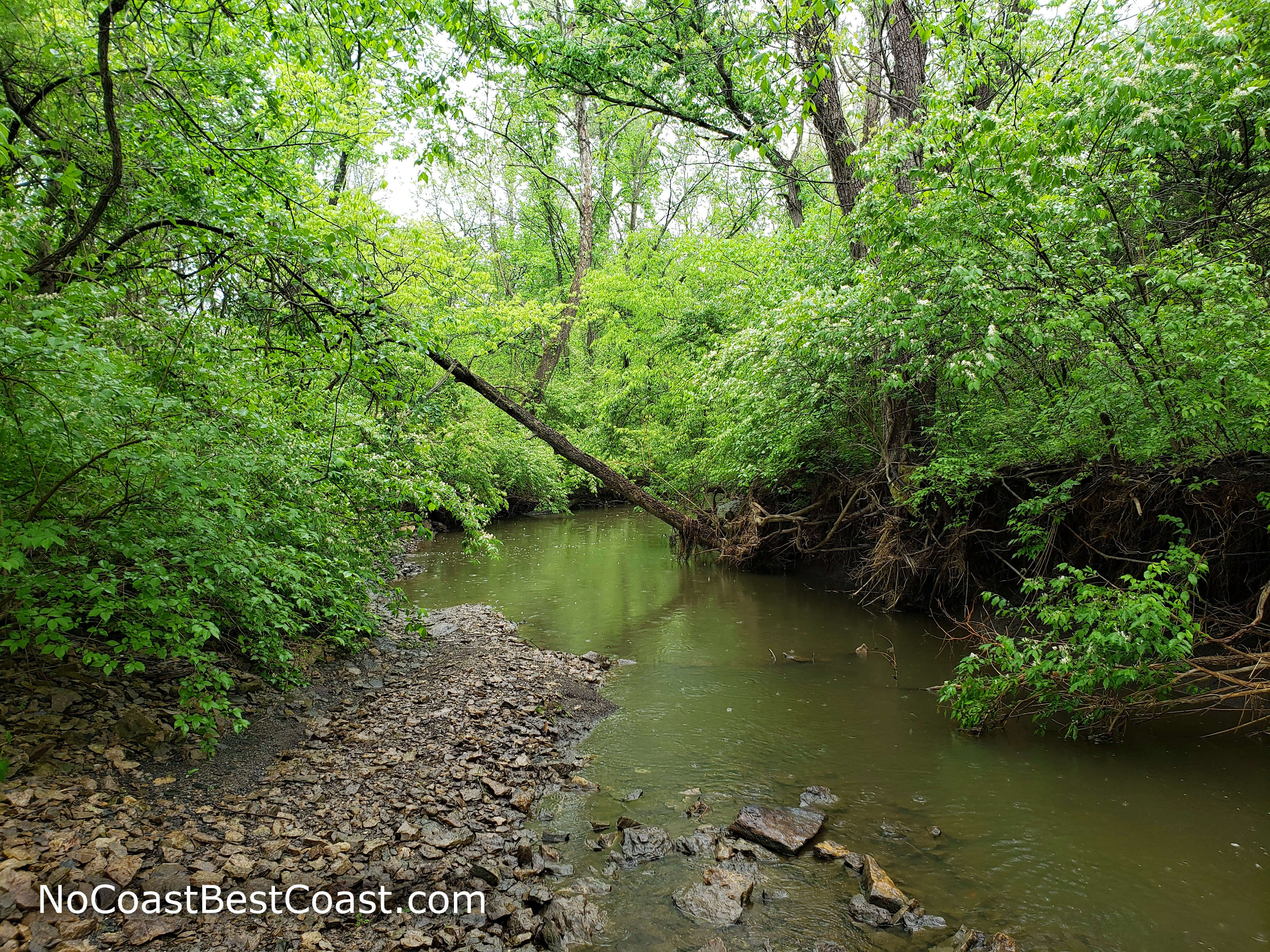The lush Cedar Creek