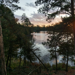 The fiery sky between the trees