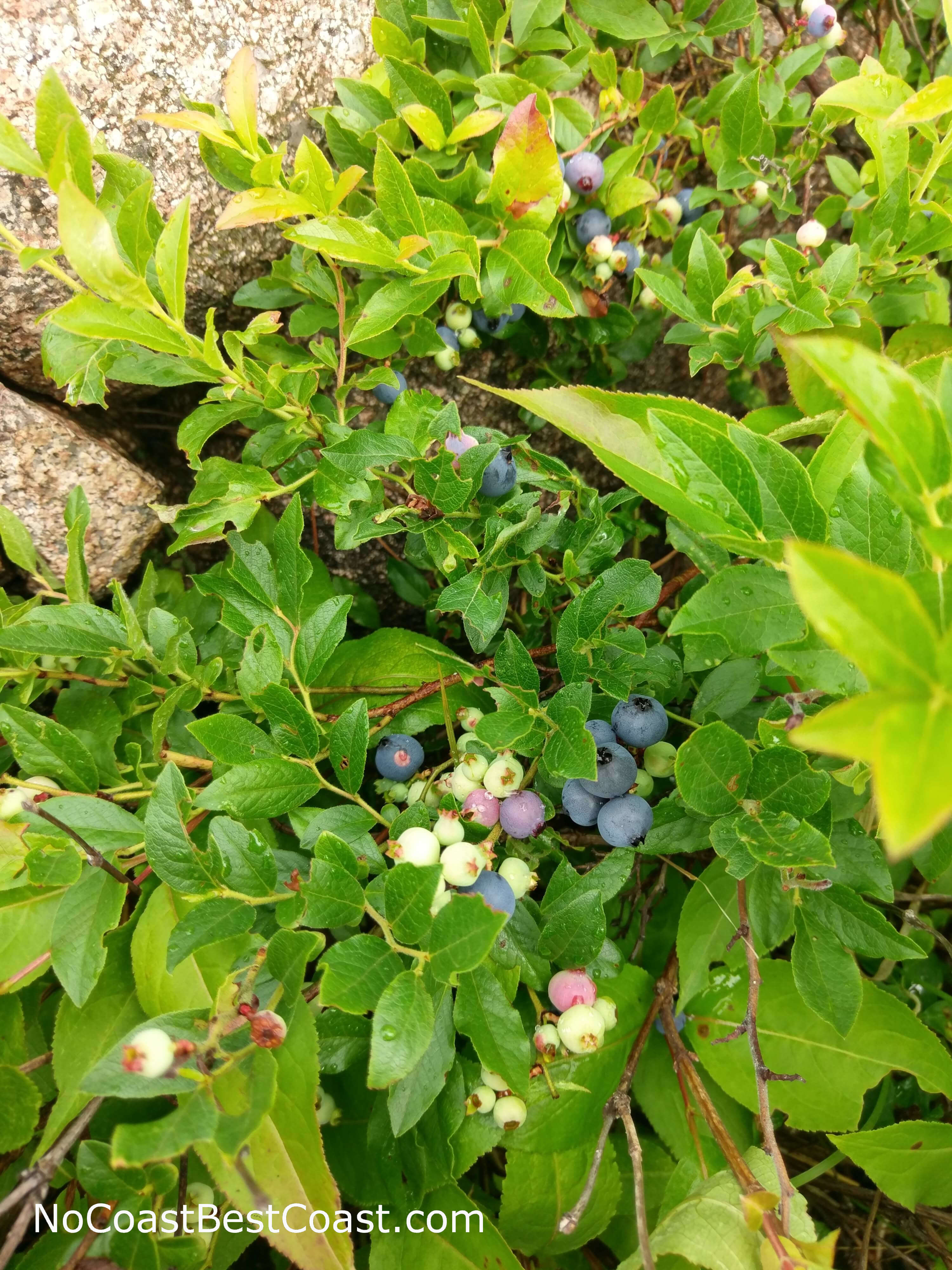 I ate way too many of these wild blueberries while on the trail