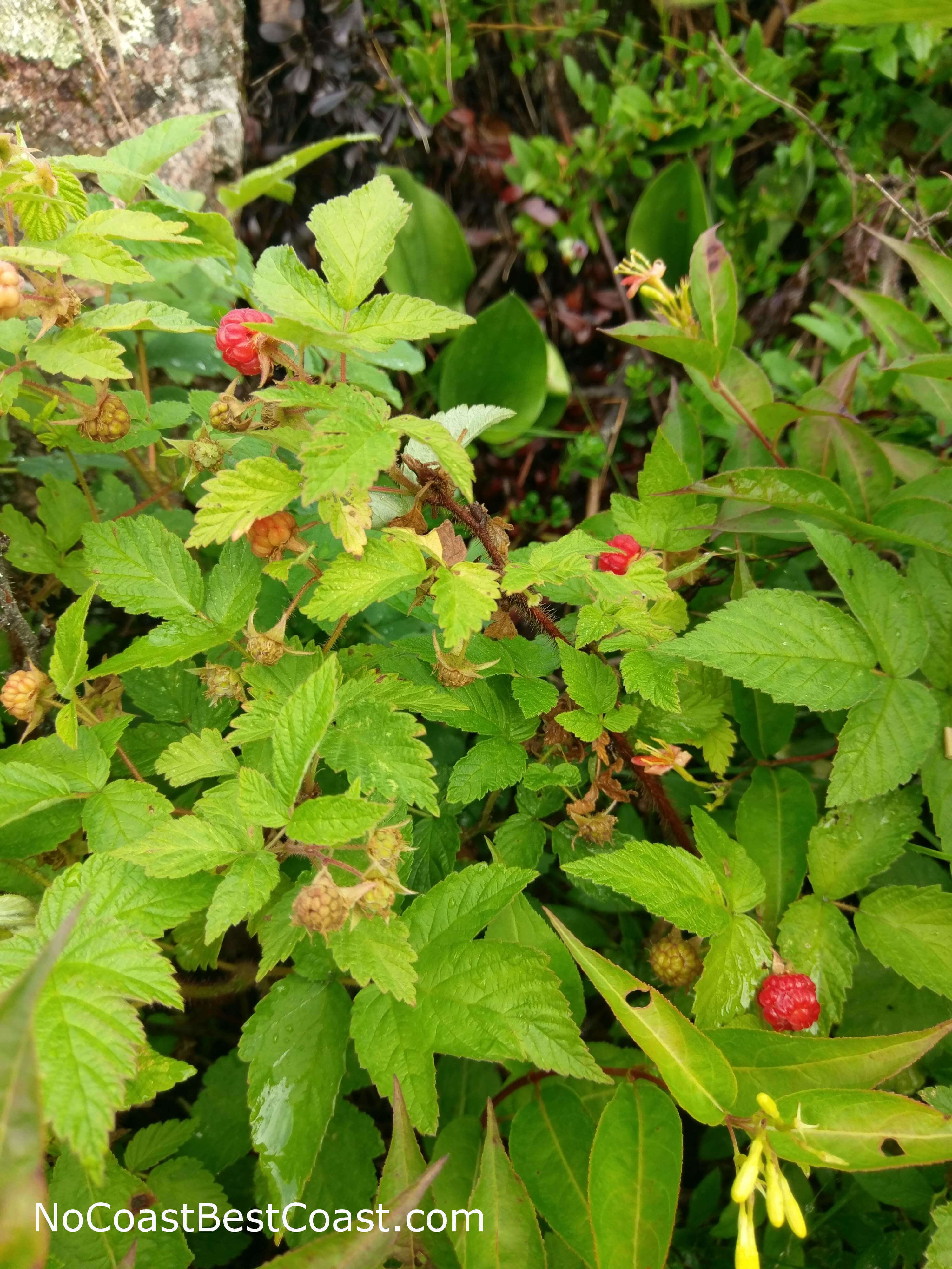 Wild raspberries grow here too!