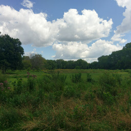 The grassland near the parking lot