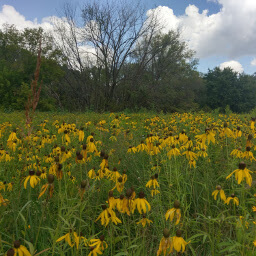 Black-eyed Susans in the grassland