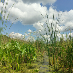 Tall cattails and algae blooms in the marsh