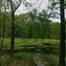 Still ponds and meadows between forest