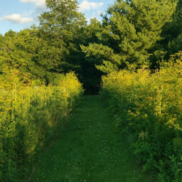 Trail carved through towering fennel