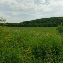 Prairie flowers bloom where farm fields once were