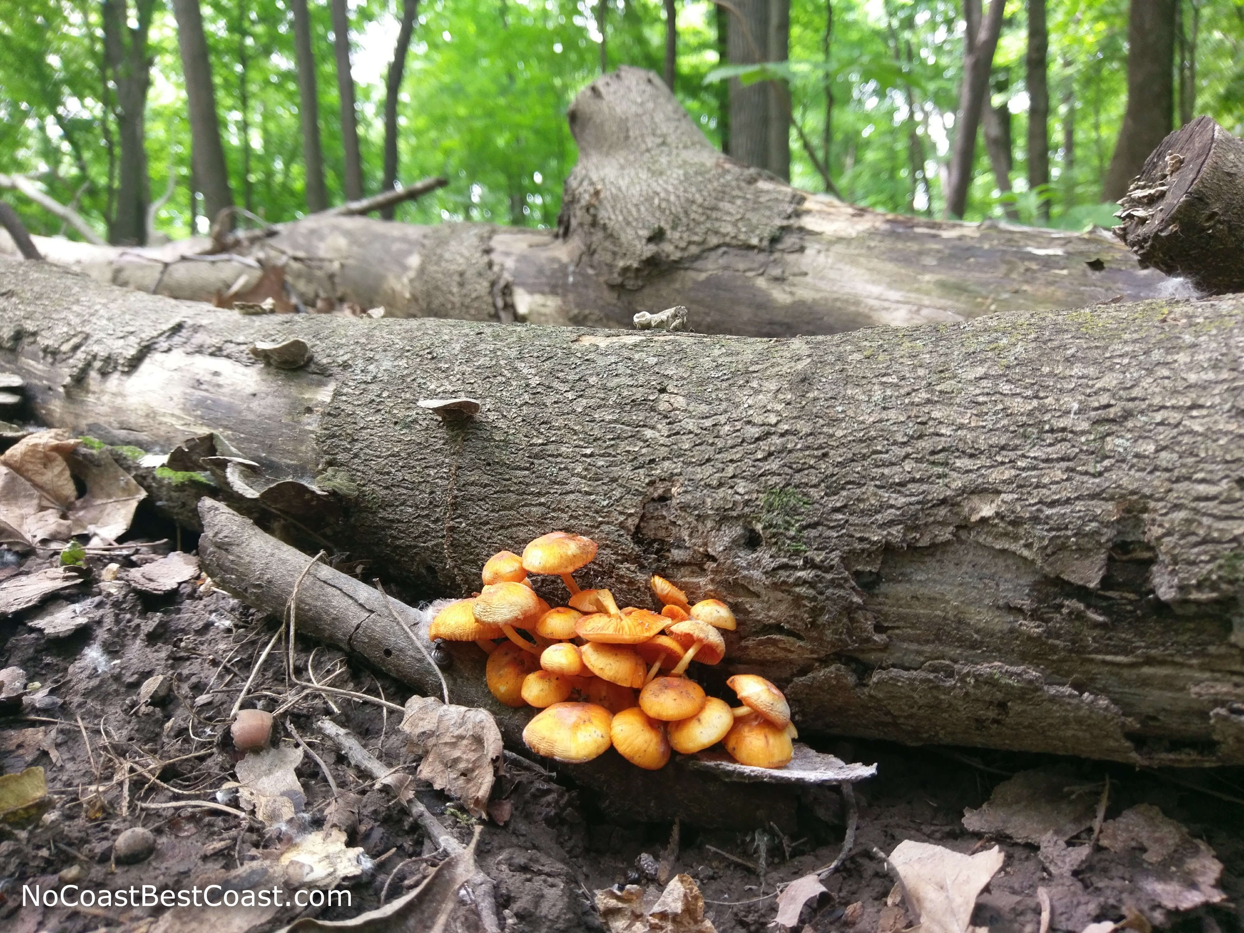 Fungus growing on a fallen tree