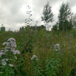 A variety of wildflowers grow in the tall grass here