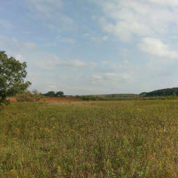 Goldenrods in bloom on the lakeshore