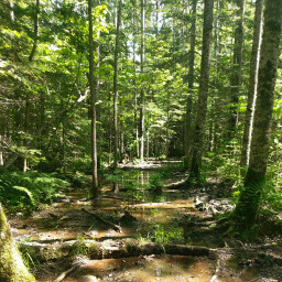 That's not a muddy creek, that's the trail