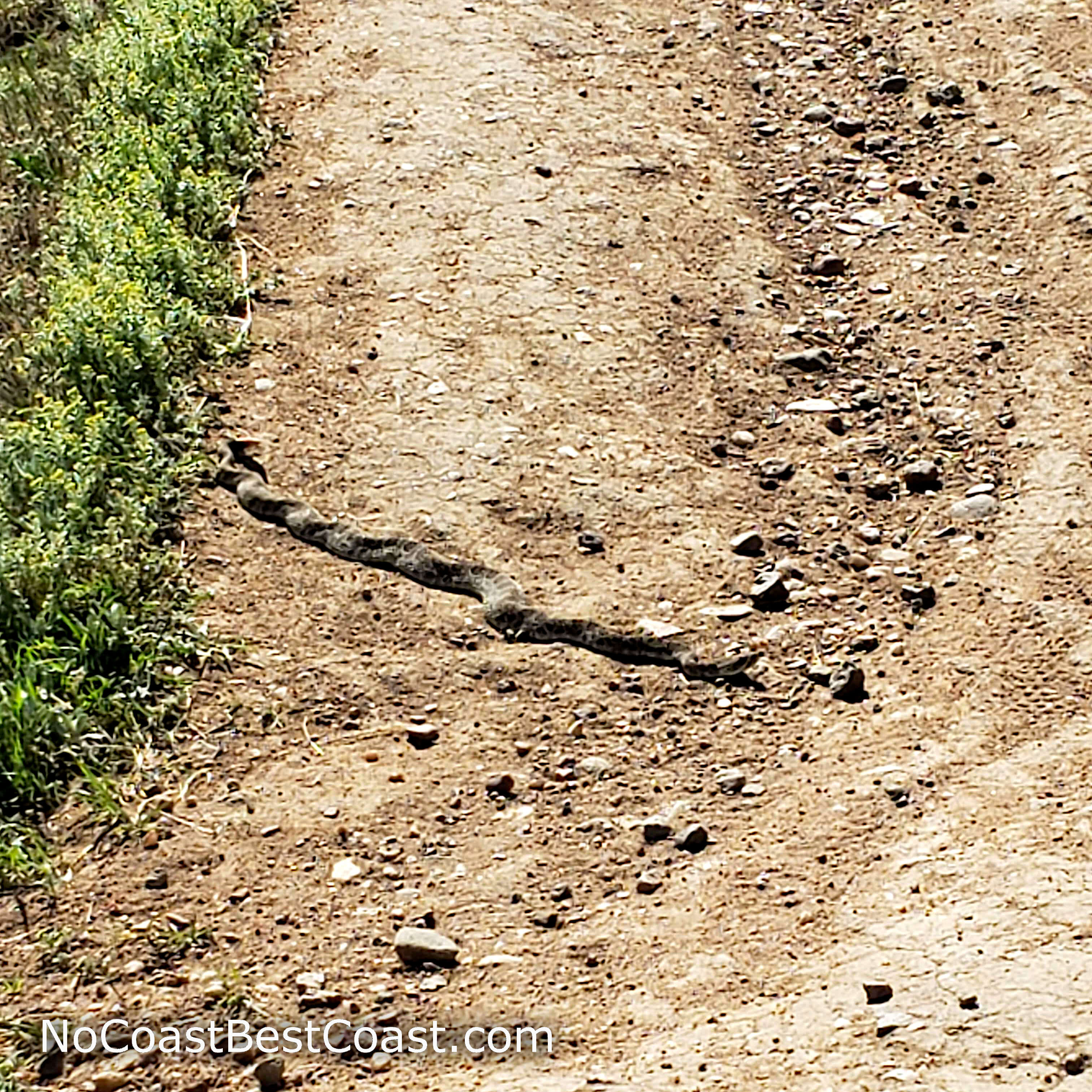 A rattlesnake sunning itself on the trail