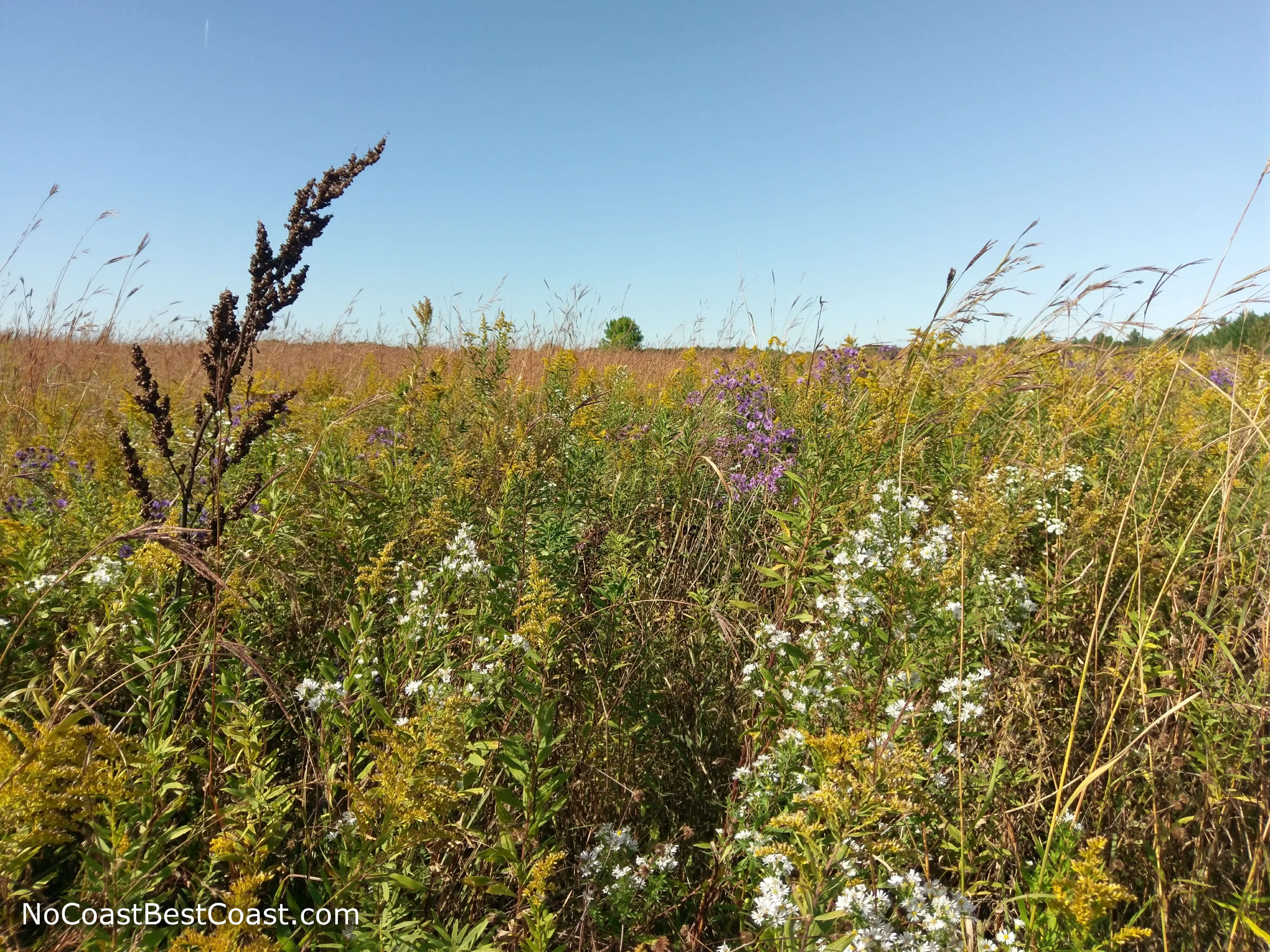 The killer prairie flower combo of white daisies, purple asters, and goldenrod goldenrods