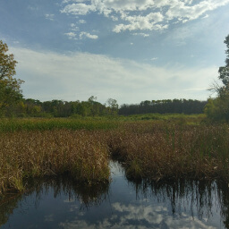 A pretty little marsh on the side of the road