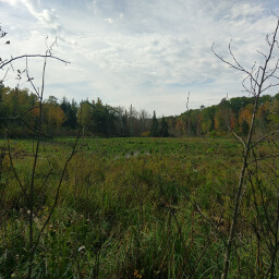 Looking across a grassy green marsh on the Savanna Portage Trail