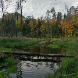 The East Savanna River doesn't look like much here, but it eventually reaches the Mississippi