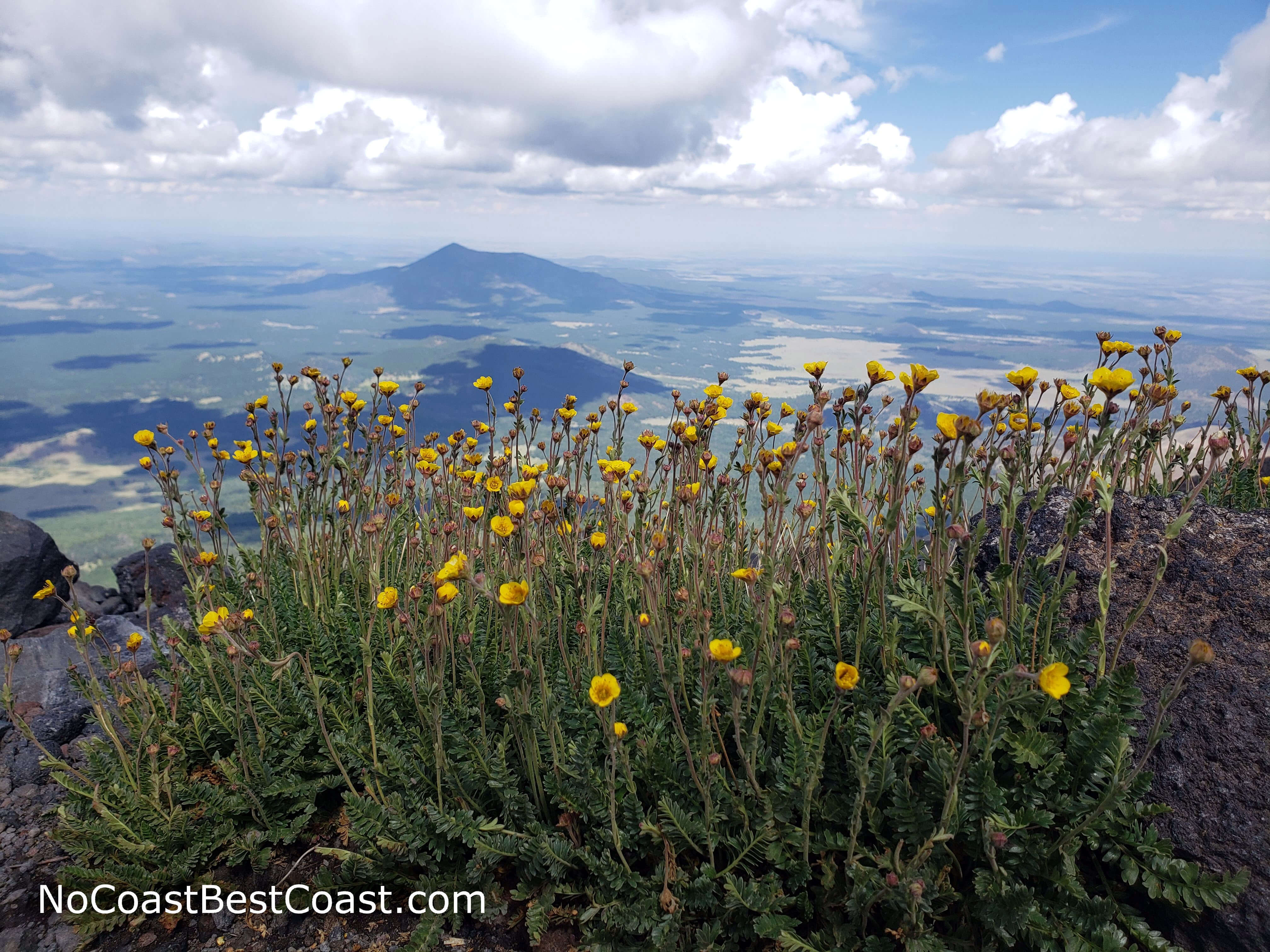 The pretty yellow flowers of the San Francisco groundsel only grow on these mountains