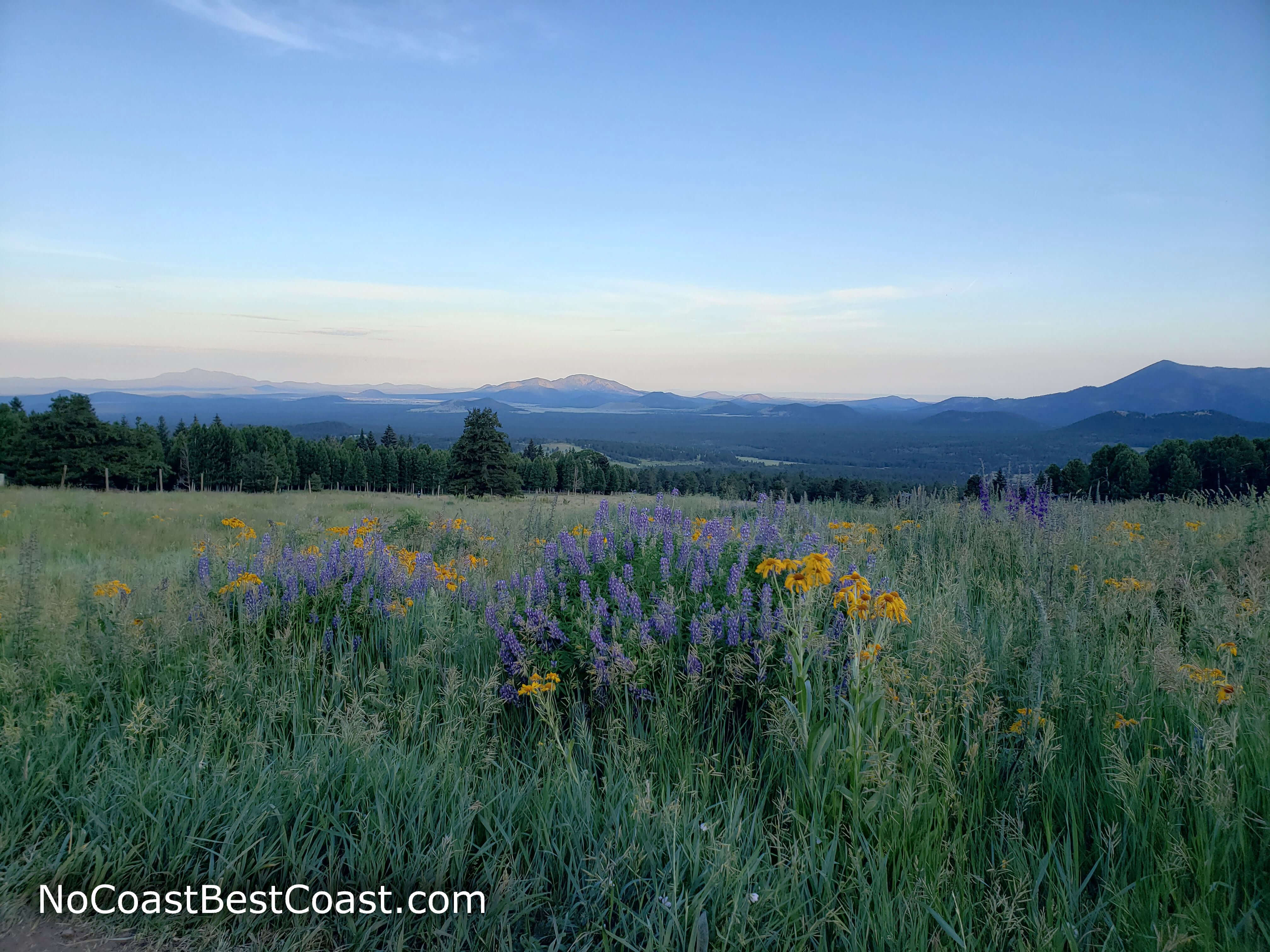 Flower-filled meadows greet you at the start of the Humphreys Peak Trail
