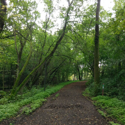 Mossy trees line the well-maintained trail