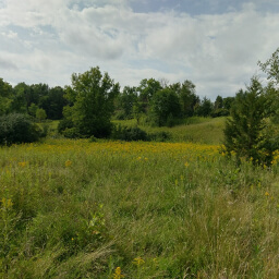 Goldenrods bloom in the meadow along the Hill Trail