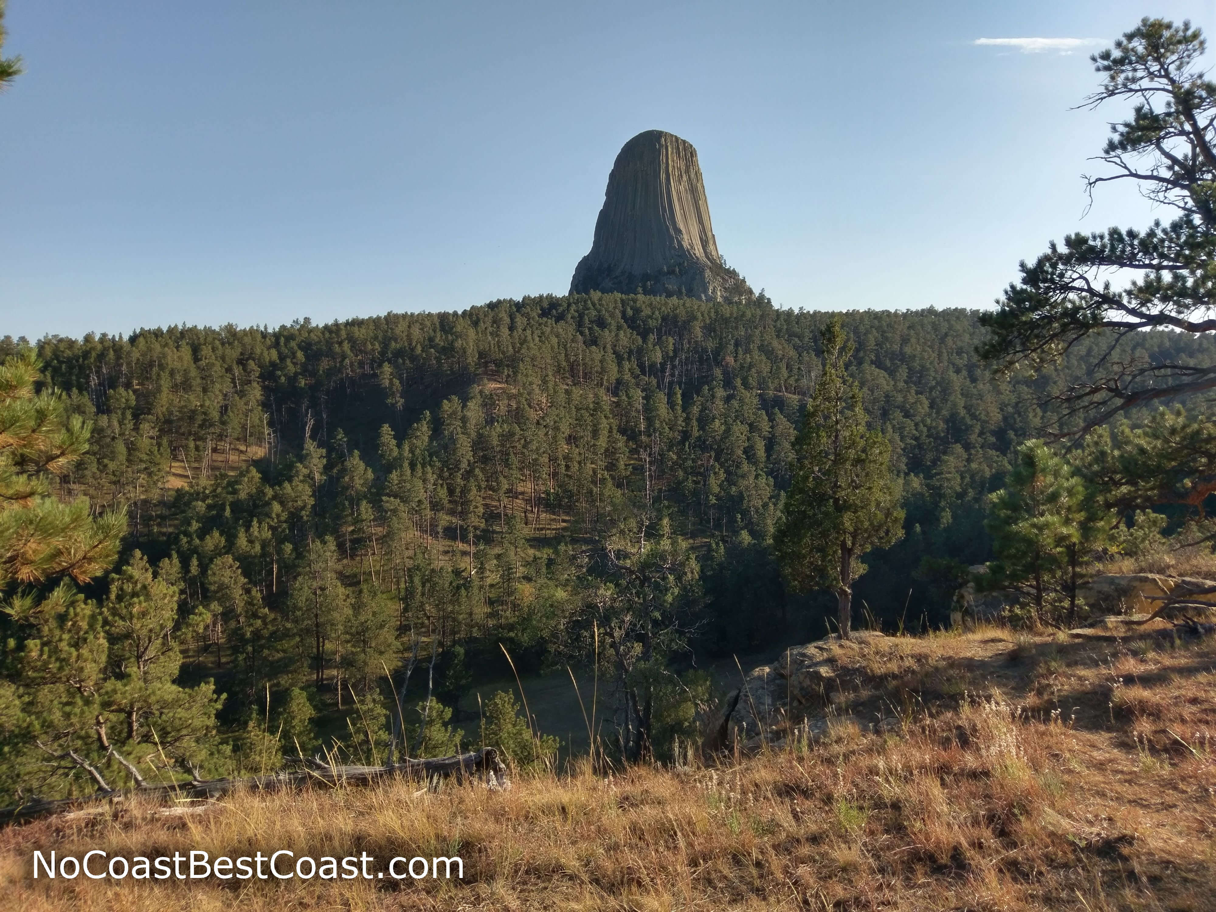 Devils Tower rises above the pine forest