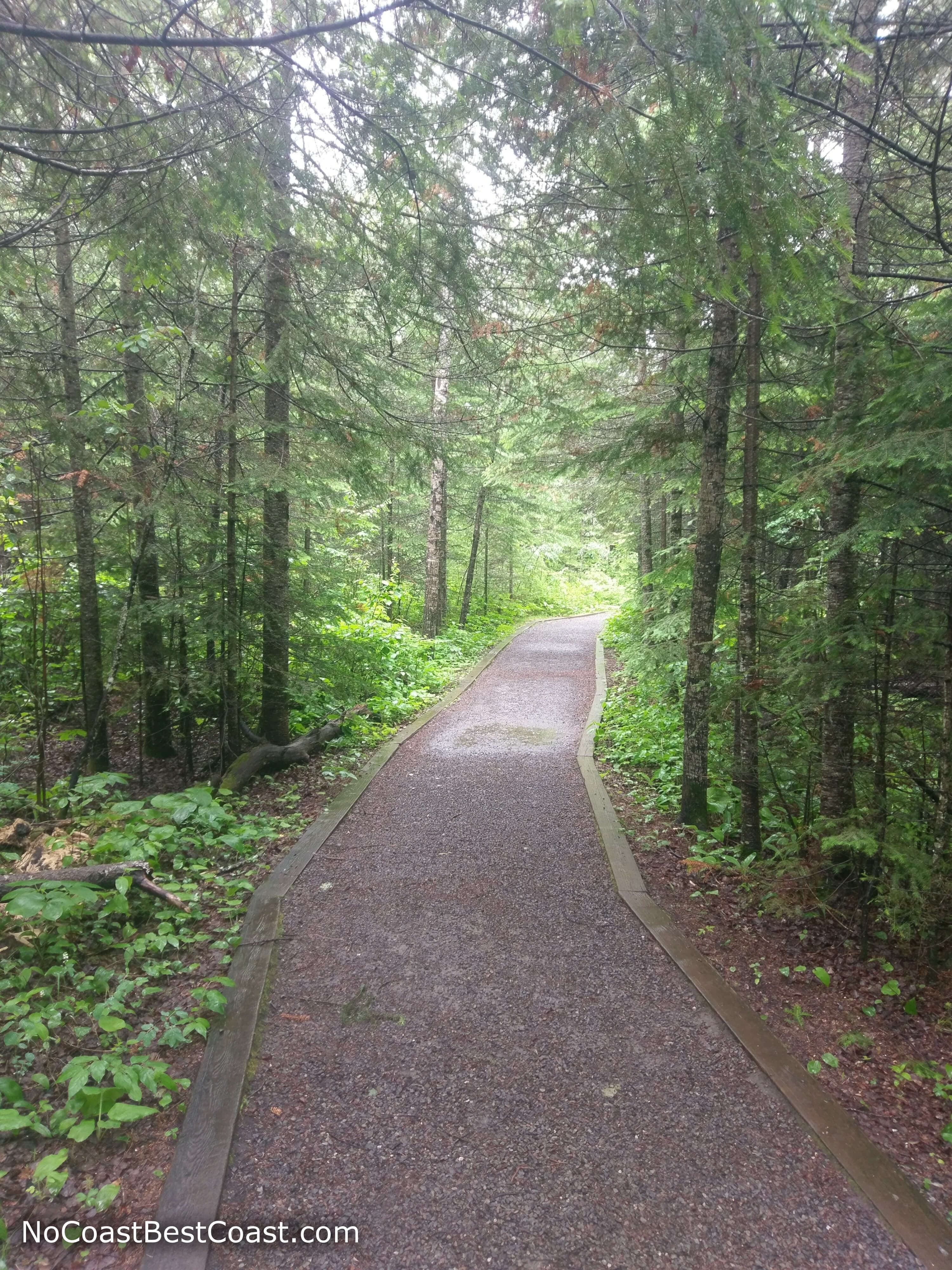 The Mountain Portage Trail cutting through the pine forest