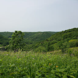 Wildflowers and green bluffs to the west of the trail