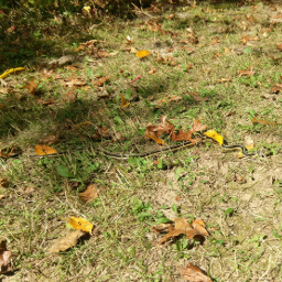 This garter snake was sunning itself in the middle of the trail