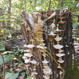 Fun fungi grow on a mossy stump
