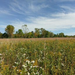 White daisies bloom in the dry prairie