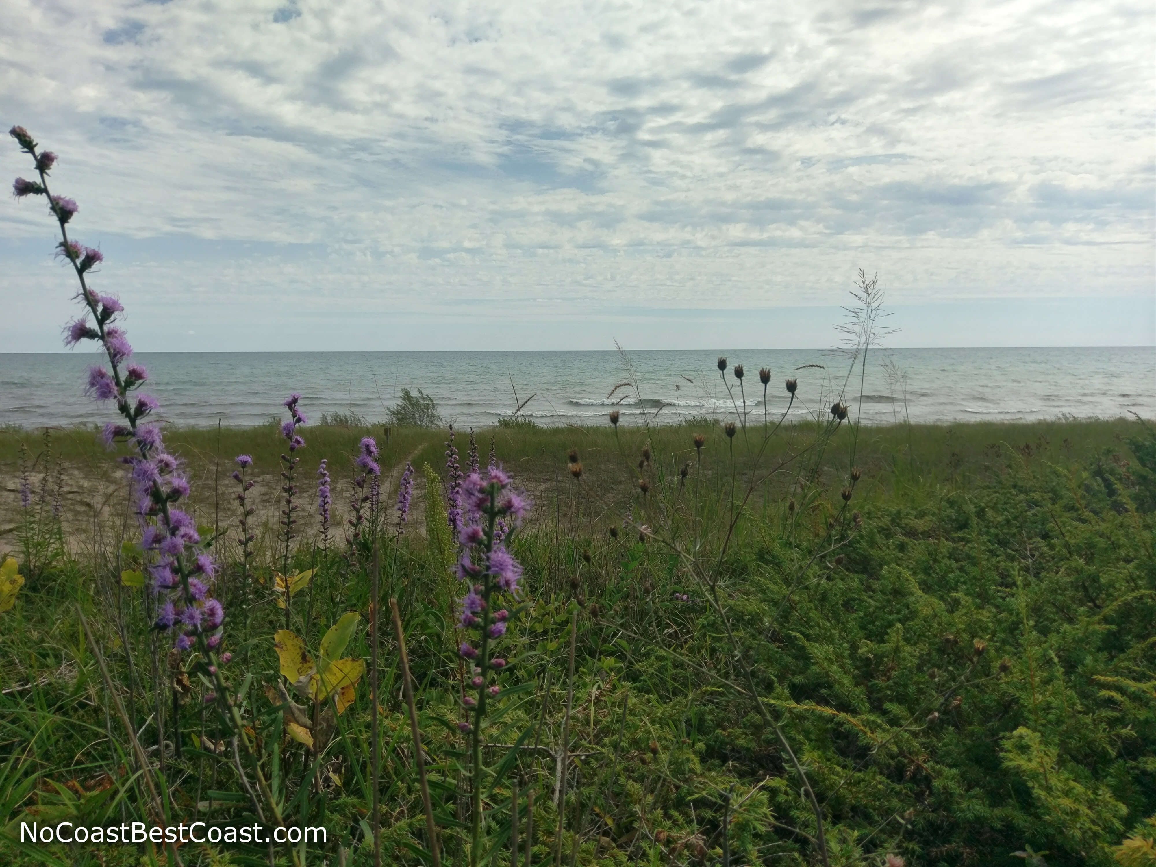 Purple wildflowers near the shore of Lake Michigan