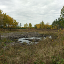 You can see evidence of logging on this trail